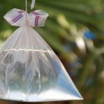 Lý giải khoa học hiện tượng loài ruồi sợ túi bóng nước