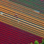 Cánh đồng hoa tulip thần kỳ