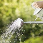 Tại sao không nên tưới cây vào giữa trưa hè?