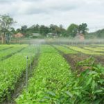 Công nghệ tưới phun mưa dùng năng lượng Mặt Trời