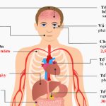 Tuổi thọ của các tế bào trong cơ thể