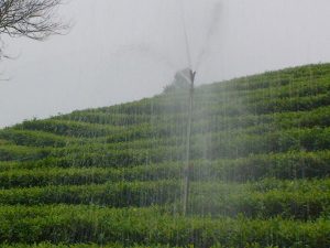 Áp dụng thành công mô hình tưới chè bằng van xoay
