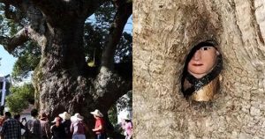 Bí ẩn “cây ôm tượng Phật” ở Trung Quốc: Chuyên gia giải mã từ câu chuyện già làng kể lại