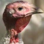 Virus H5N1 có thể lây truyền từ mẹ sang thai nhi