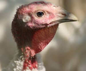 Virus H5N1 có thể lây truyền từ mẹ sang thai nhi