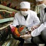 Từ ngày 20/8, tiêm vaccine cúm gia cầm trên cả nước