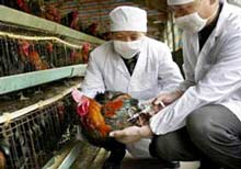 Từ ngày 20/8, tiêm vaccine cúm gia cầm trên cả nước