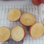 Bắc Giang trồng thử nghiệm thành công vải thiều không hạt