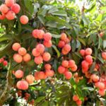 Công nghệ CAS nâng cao giá trị vải thiều Bắc Giang