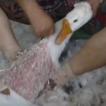 Sự thật tăm tối đằng sau những chiếc áo lông vũ ấm áp mùa đông