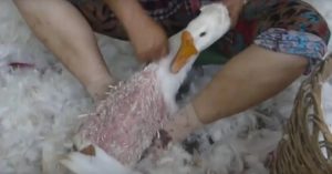 Sự thật tăm tối đằng sau những chiếc áo lông vũ ấm áp mùa đông