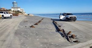Vật thể bí ẩn xuất hiện tại bãi biển Florida