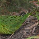 13 loài vật có thể bị tuyệt chủng sau thảm họa cháy rừng ở Australia