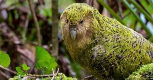 Giải trình tự gene giúp bảo tồn loài vẹt Kakapo đang có nguy cơ tuyệt chủng