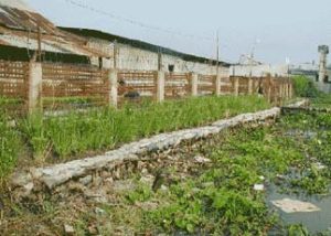 An Gianh: Trồng cỏ vetiver bảo vệ kè, bờ sông, đê bao