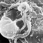 Quay phim trực tiếp lúc virus HIV ra đời