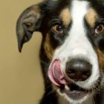 Cẩn thận nhé: Người nuôi chó có nguy cơ mắc một loại bệnh cực kỳ khó chịu, có liên quan đến WC