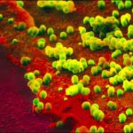 Thấy siêu kháng thể chống lại chủng virus cúm A