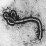 Vắc-xin ngăn ngừa virus Ebola