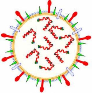 Chưa phát hiện chủng H5N1 kháng văcxin ở Việt Nam