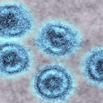 Các nhà khoa học lo ngại chủng virus Ebola có khả năng lây sang người