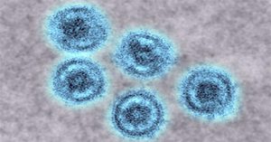 Các nhà khoa học lo ngại chủng virus Ebola có khả năng lây sang người