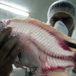 FAO cảnh báo về virus Tilapia Lake