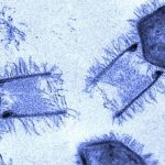 Virus khổng lồ lây nhiễm tế bào như thế nào?