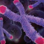 Loài người có thể tăng tuổi thọ nhờ virus