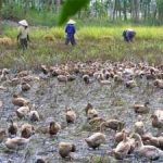 Đồng Tháp Mười: Vịt chạy… tràn đồng!