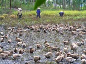 Đồng Tháp Mười: Vịt chạy… tràn đồng!