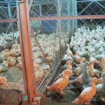 Việt Nam: Cúm gia cầm đe dọa tái xuất hiện?