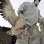 Đột biến ở H5N1 tại Thổ Nhĩ Kỳ