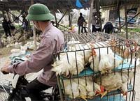 Cúm gia cầm: thế giới lo “sốt vó”, còn Việt Nam?