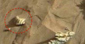 NASA phát hiện hình ảnh vỏ ngao trên sao Hỏa