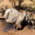 Nguyên nhân ban đầu về cái chết bí ẩn của hàng trăm con voi ở Botswana