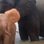 Chú voi con bạch tạng mồ côi học bơi cùng mẹ nuôi