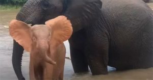 Chú voi con bạch tạng mồ côi học bơi cùng mẹ nuôi