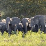 Sợ bị săn trộm, voi ở Mozambique “không dám” mọc ngà