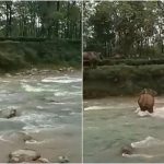 Kịch tính khoảnh khắc voi mẹ cứu con khỏi bị chết đuối khi băng qua sông