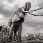 Những hình ảnh cuối cùng về con “voi nữ hoàng” của Kenya