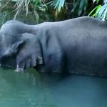 Voi mang thai mất mạng vì ăn trái cây nhồi pháo