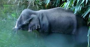 Voi mang thai mất mạng vì ăn trái cây nhồi pháo