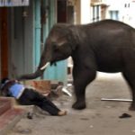 Voi biến thành “sát nhân” khi bị di cư