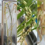 Thí nghiệm thành công việc canh tác cây lúa trọn vòng đời trong không gian