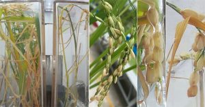 Thí nghiệm thành công việc canh tác cây lúa trọn vòng đời trong không gian