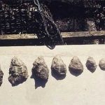 Những bức ảnh sinh động và tuyệt đẹp về vòng đời của sinh vật