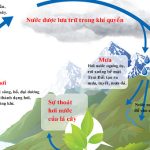 Vòng tuần hoàn của nước trong tự nhiên