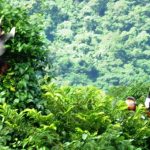 Bất ngờ phát hiện 3 đàn voọc chà vá chân nâu quý hiếm