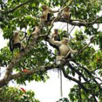 Voọc mũi hếch tập trung lớn ở Hà Giang